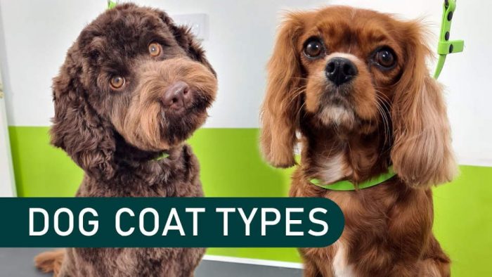 5 Dog Coat Types And How They Should Be Groomed